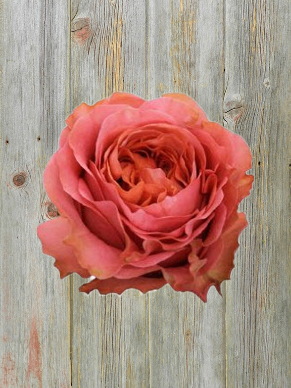 CORAL X-PRESSION  CORAL GARDEN ROSE